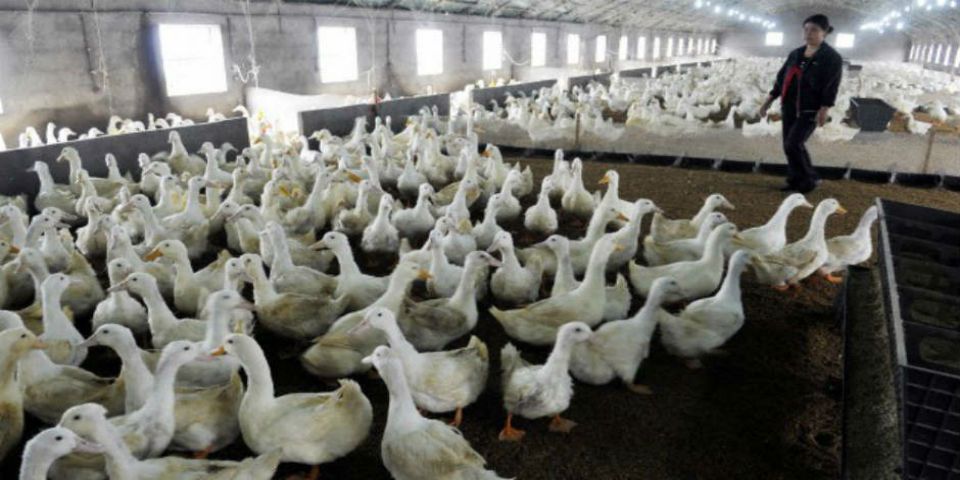 Montan cerco en granja de Sinaloa por gripe aviar