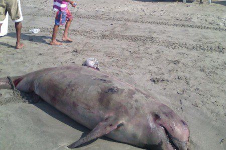 Encuentran cadáver de ballena en Acapulco