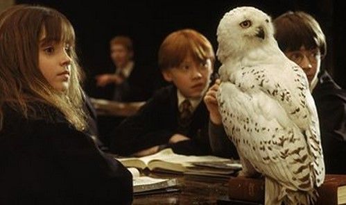 PETA denuncia a Harry Potter