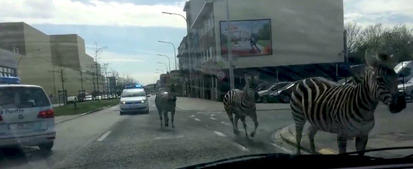 Tres cebras huyen de persecución policíaca Tres cebras huyen de persecución policíaca