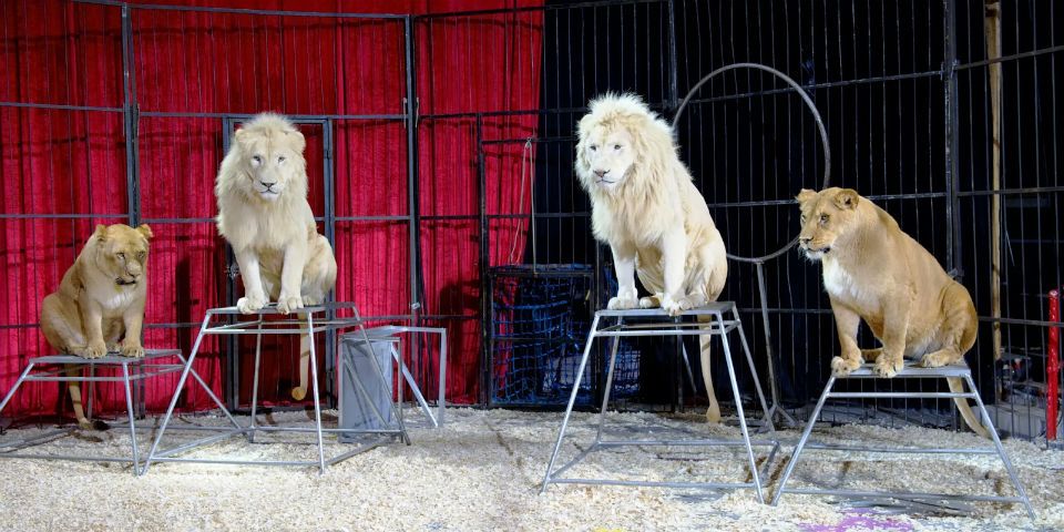 Aplazan 100 días prohibición de animales en circos
