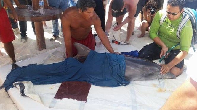Logran rescate de delfín varado en Cancún