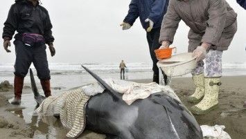 Encuentran 150 delfines en costa de Japón Encuentran 150 delfines en costa de Japón