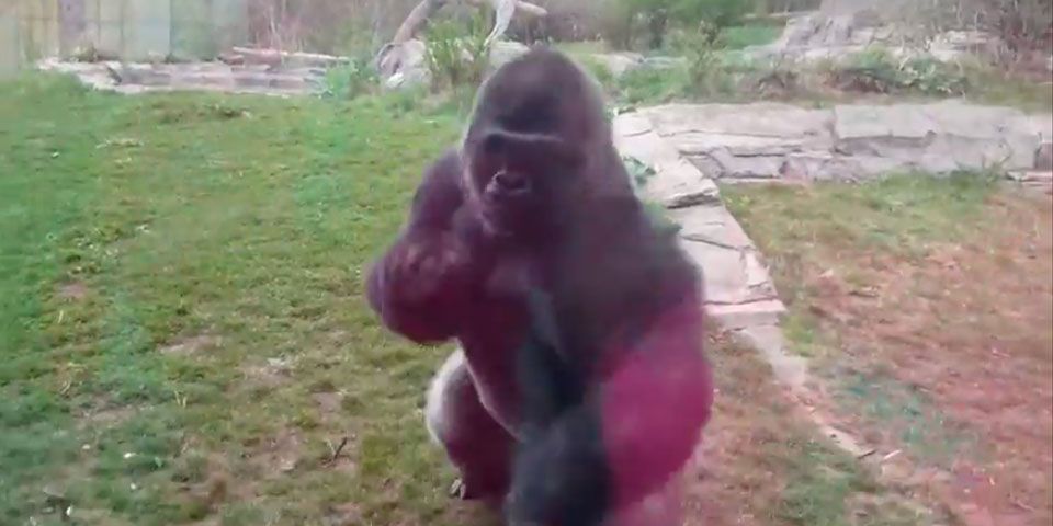 Video: gorila espanta a niña en zoológico Video: gorila espanta a niña en zoológico