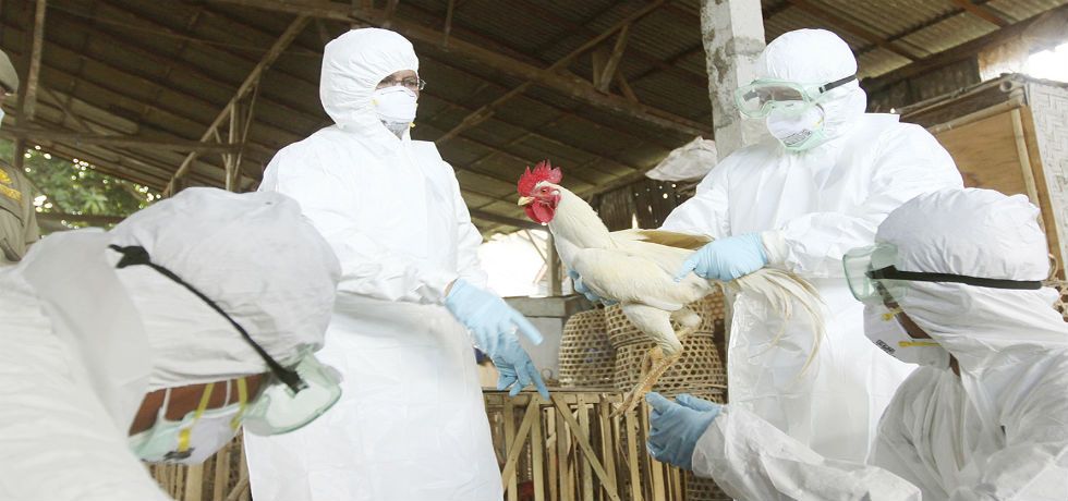 Confirman gripe aviar en Oaxaca y Puebla