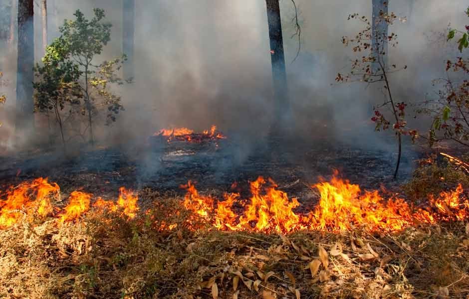 Se desata incendio forestal cerca de Chernobyl
