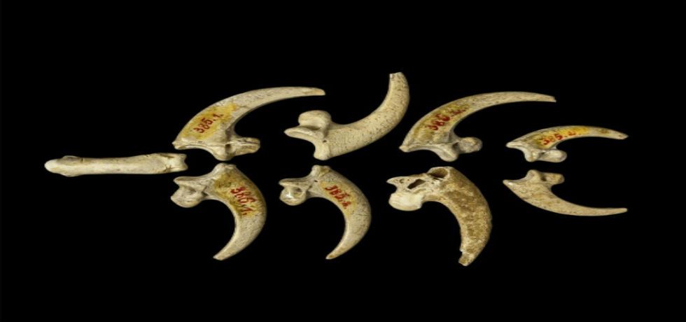 Primeras joyas fueron hechas por neandertales