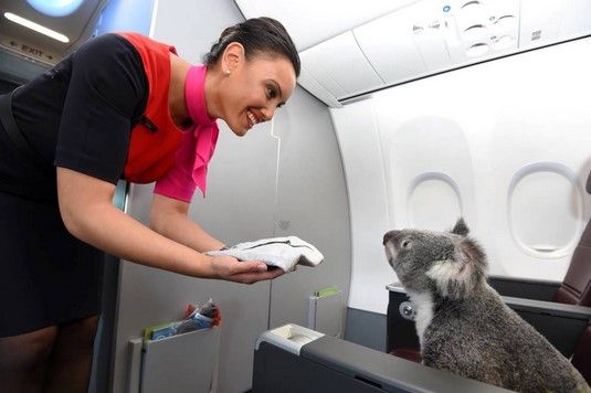Koalas viajan en avión Koalas viajan en avión