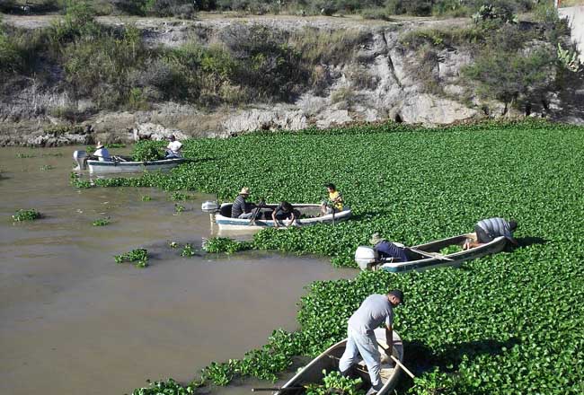 Estudiantes producen papel a partir del lirio