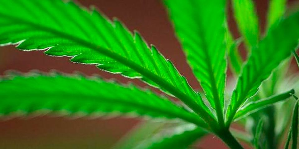 Autoriza Cofepris importación de mariguana para neuropatía diabética