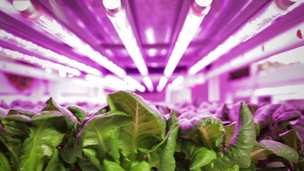 Desarrollan técnica para producir más alimentos en el mundo