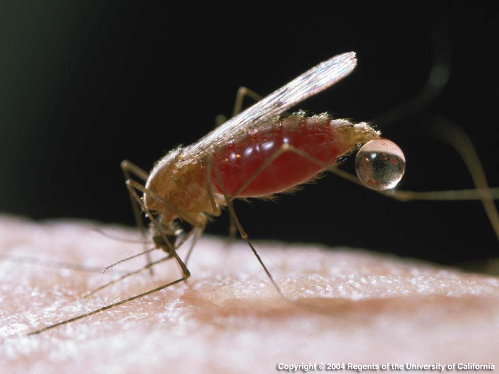 Mosquitos huelen el ADN, no la sangre