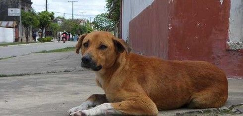 Preocupa serie de envenenamientos a perros en Hermosillo