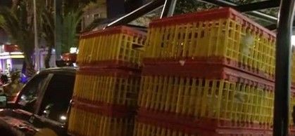 Vuelca tráiler con pollos en Tlalpan