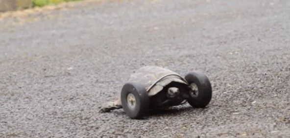 Tortuga se vuelve rápida y furiosa