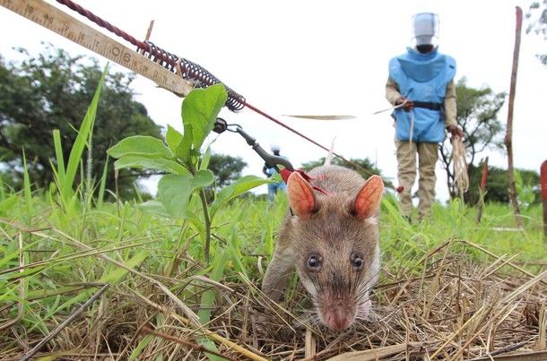 Usan ratas para desenterrar bombas