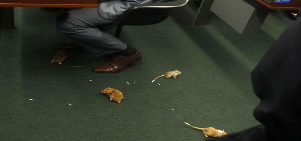Sueltan ratones en el Congreso de Brasil