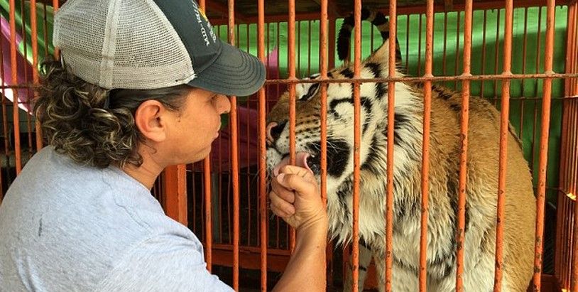 Circos gastan hasta 11 mil pesos para mantener un tigre por semana