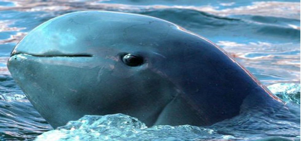 México refuerza acciones para salvar a la vaquita marina