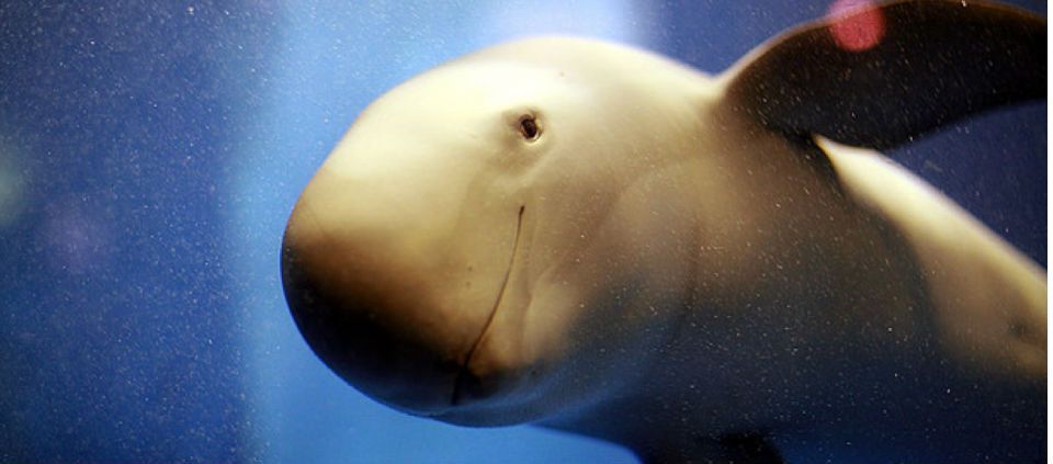 México, entre los países más peligrosos para los mamíferos México, entre los países más peligrosos para los mamíferos