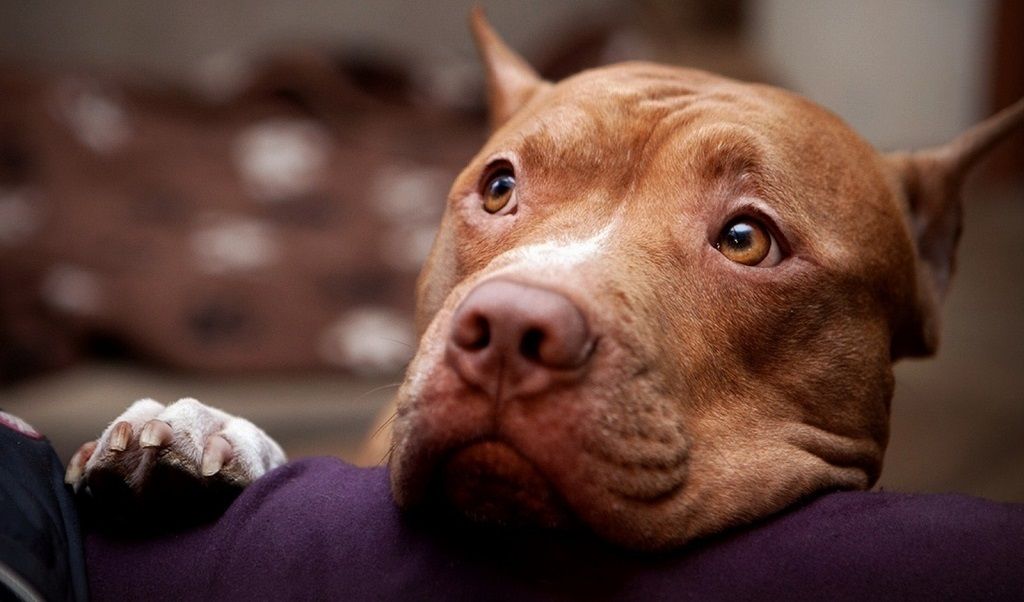 Perro acompaña a su dueño muerto en Iztapalapa Perro acompaña a su dueño muerto en Iztapalapa