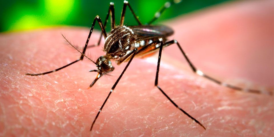 Reportan 15 casos de dengue en Reynosa