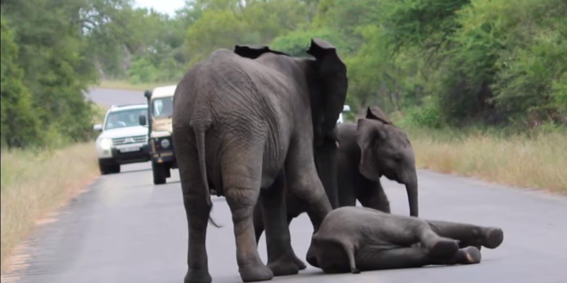 Elefante se acuesta en lugar equivocado y manada lo rescata