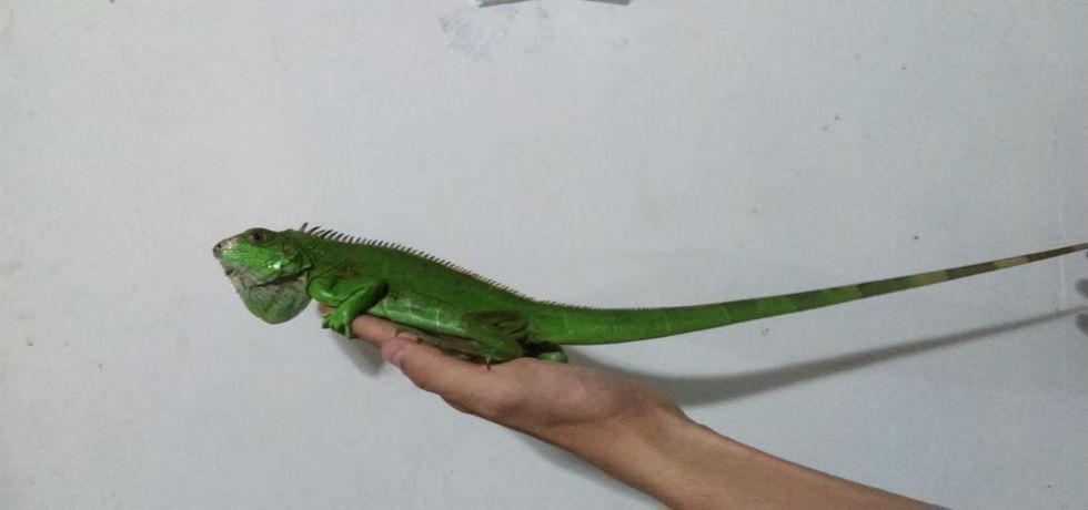 Pone a la venta especies en peligro de extinción en Facebook