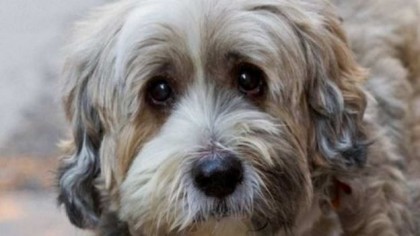 Dos años de cárcel por apuñalar a un perro Dos años de cárcel por apuñalar a un perro