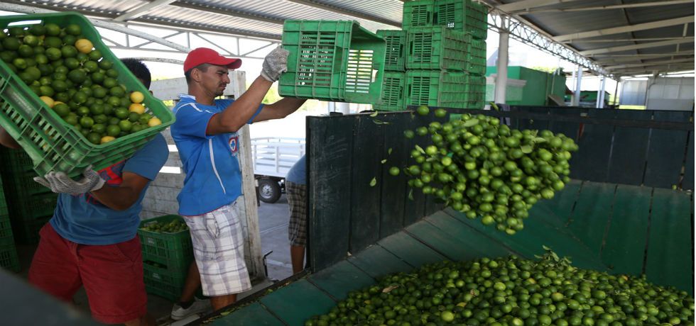 Se reactiva producción de aguacate y limón en Michoacán Se reactiva producción de aguacate y limón en Michoacán
