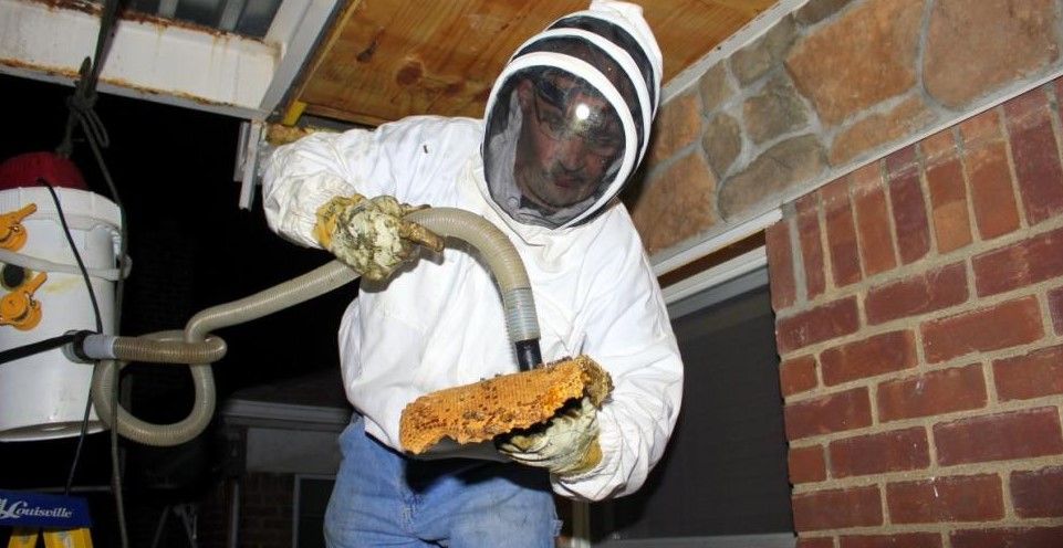 Sacan 40 mil abejas de una vivienda en NY Sacan 40 mil abejas de una vivienda en NY