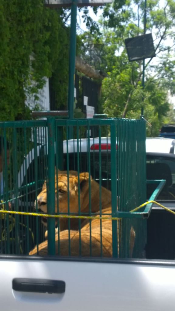 Profepa reubica a 35 ejemplares del Club de los Animalitos