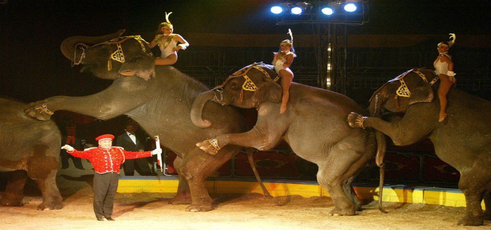 Prohibición por el uso de animales en circos hasta octubre