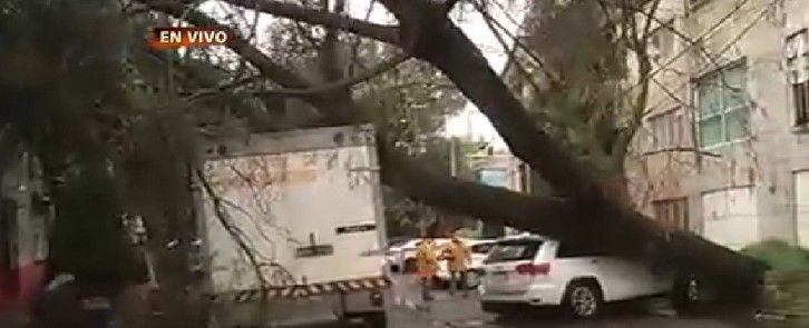 Lluvia tira árbol en la Condesa Lluvia tira árbol en la Condesa