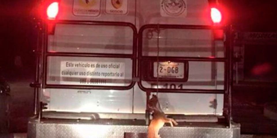 Identifican a empleados del GDF que circulaban con perro colgado