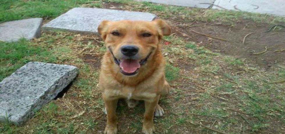 Capitán ¡libre! Capitán ¡libre!