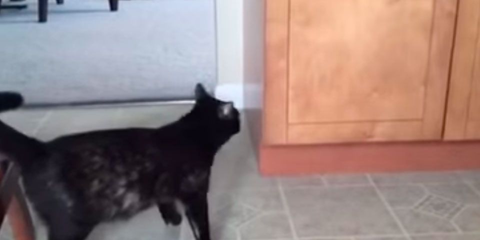 Video: gato encierra a bebé en gabinete Video: gato encierra a bebé en gabinete