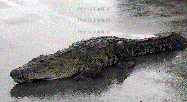 Video: Cocodrilo pasea por calles de Tampico