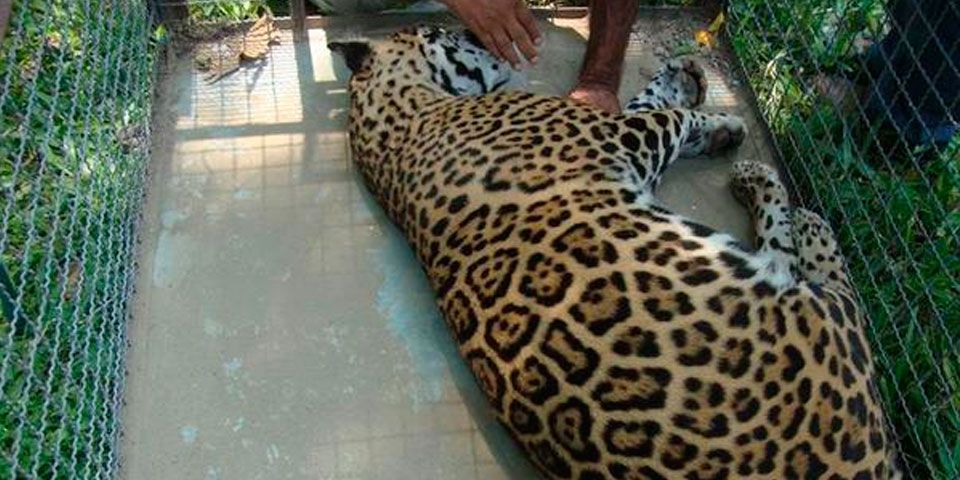 PROFEPA rescata jaguar en Oaxaca PROFEPA rescata jaguar en Oaxaca