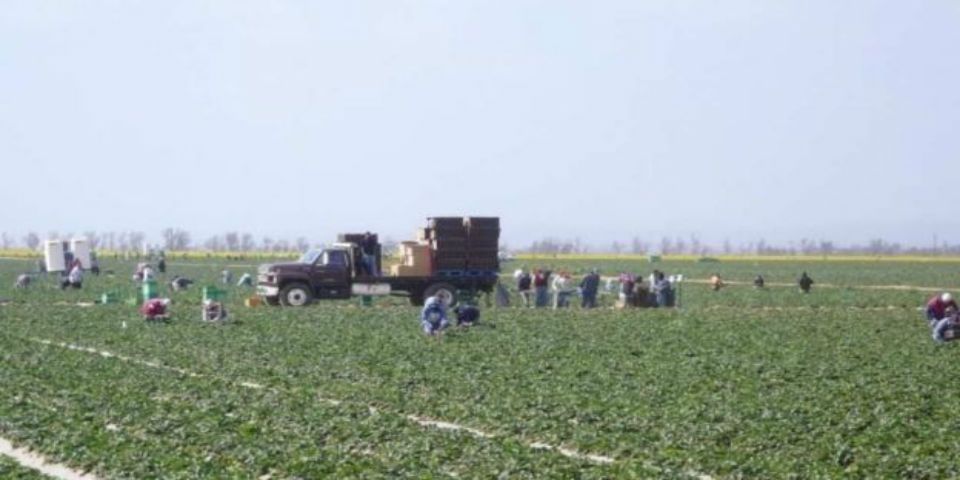 California aprueba nueva ley de horas extra para campesinos California aprueba nueva ley de horas extra para campesinos