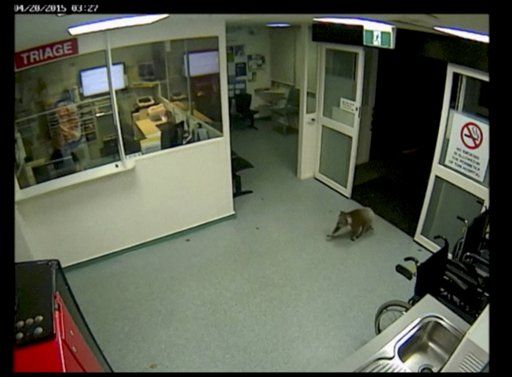 Koala se cuela a hospital
