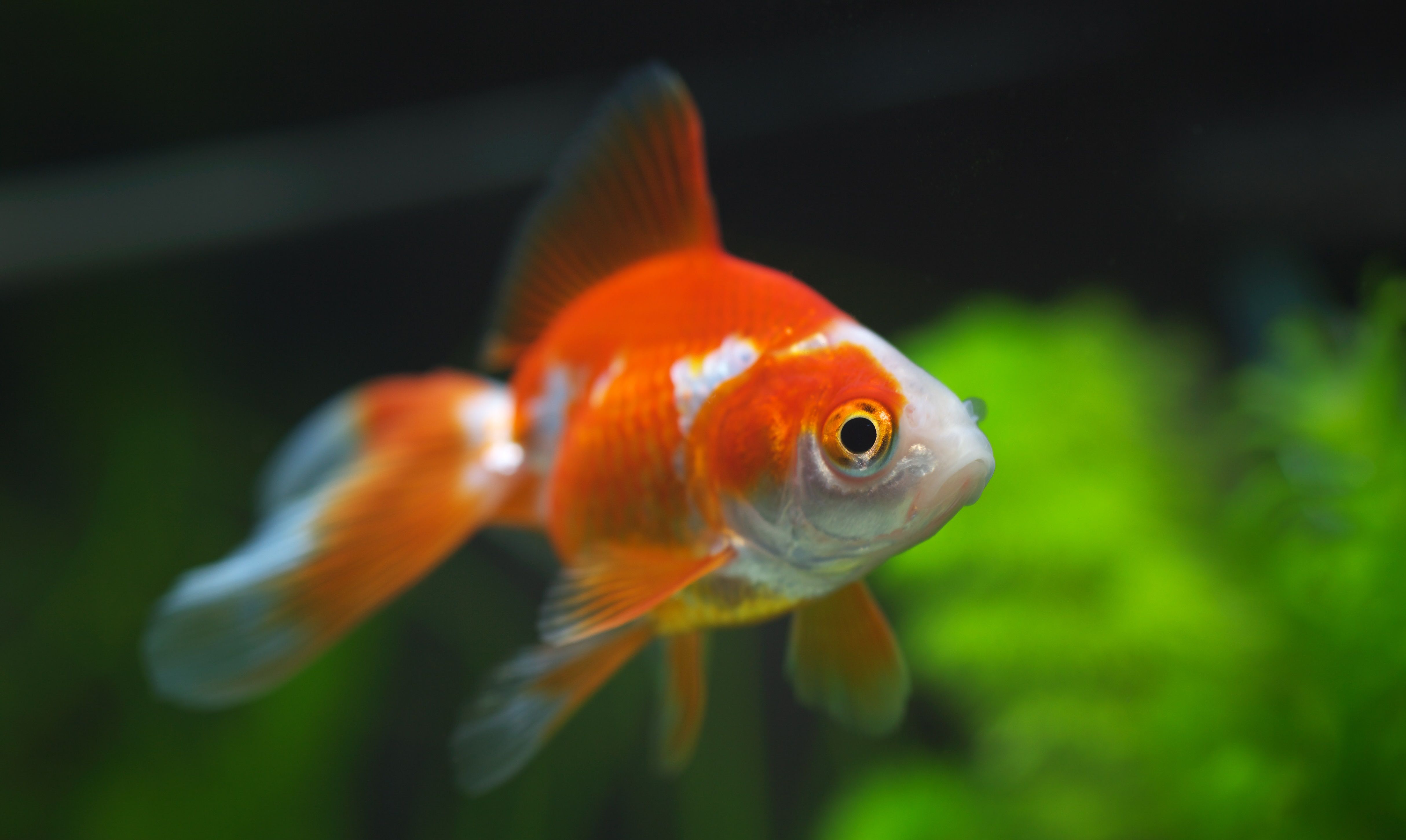 Los peces tienen más capacidad de atención que usuarios de Internet Los peces tienen más capacidad de atención que usuarios de Internet