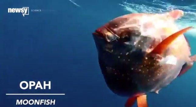 Descubren al primer pez de sangre caliente