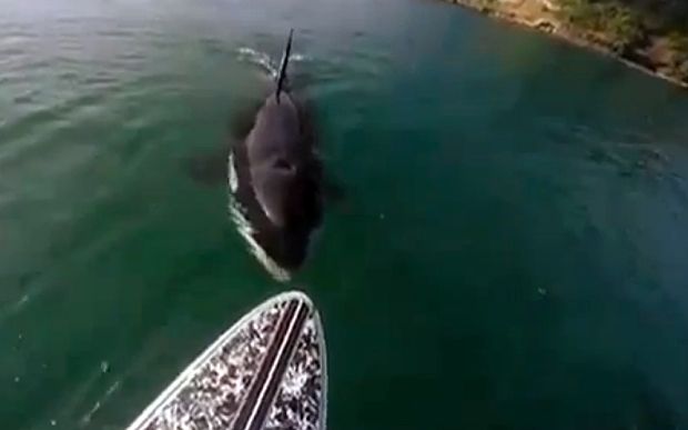 Video: encuentro con una orca Video: encuentro con una orca