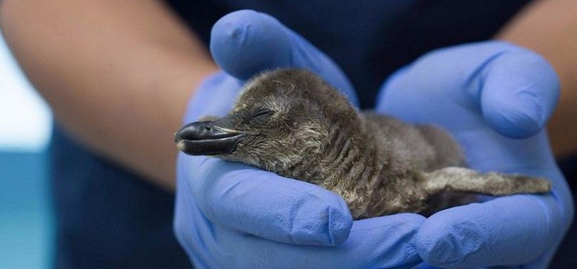 Nace el primer pingüino mexicano