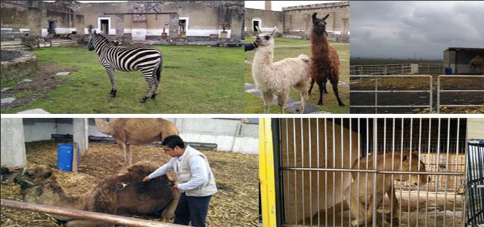 PROFEPA asegura 29 especies del alcalde de Puebla