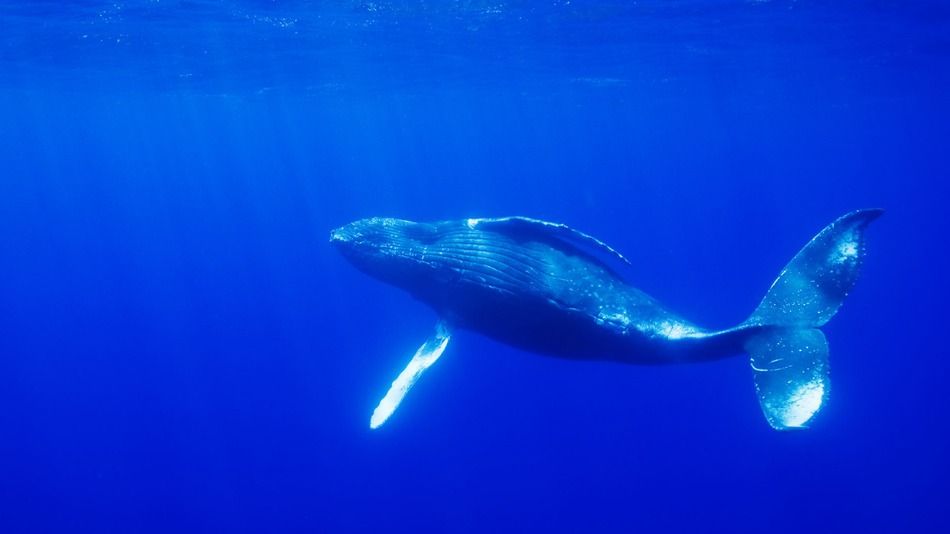 El calentamiento global extinguirá a 1 de cada 6 especies