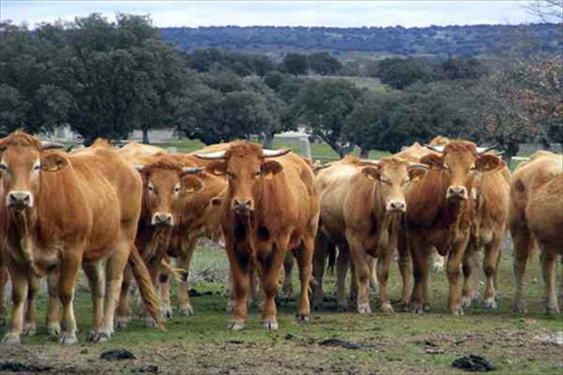 México busca suspender beneficios comerciales a EE.UU. México busca suspender beneficios comerciales a EE.UU.