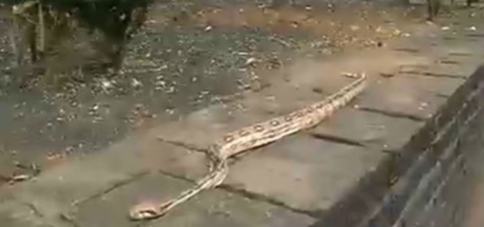 Encuentran una boa en la Doctores