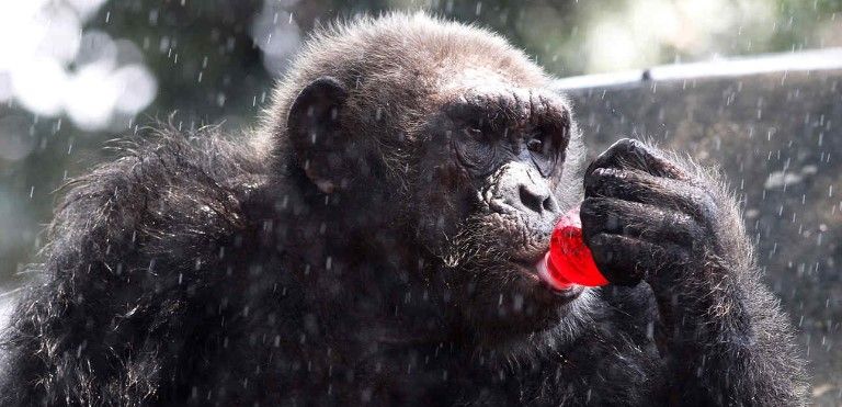 A los chimpancés les gusta emborracharse: estudio A los chimpancés les gusta emborracharse: estudio